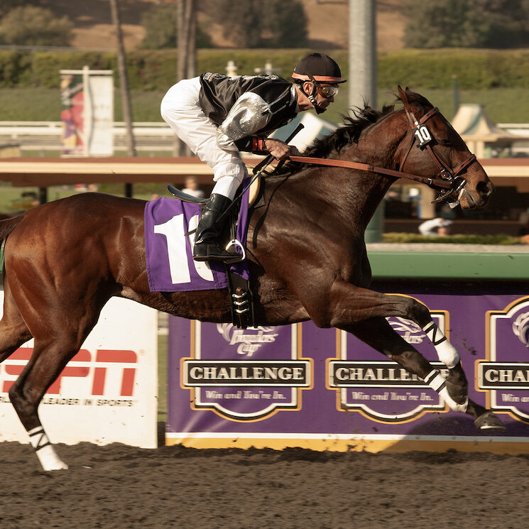 mine-that-bird-horse-aspect-ratio-1-1